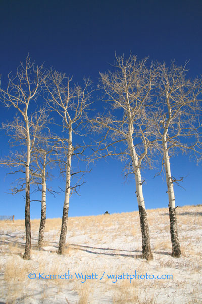 aspens, tree, trees, forest, Colorado Springs, Colorado, win photo